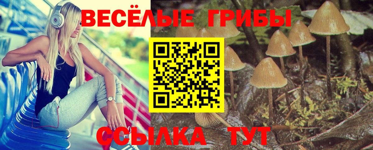 Псилоцибиновые грибы GOLDEN TEACHER  Вход с VPN  наркотики  Михайловск  Псилоцибиновые грибы GOLDEN TEACHER 